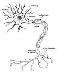 MMN Full Form Multifocal Motor Neuropathy Explained
