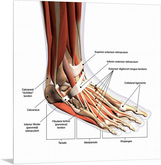 Anatomy of the foot - Diabetic & Orthopedic Shoes India