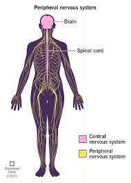 Understanding the Differences Between CNS and PNS