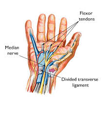 Understanding Palm Nerves: Anatomy and Function