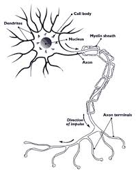 Understanding Hereditary Neuropathy with Pressure Palsies