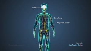 Understanding Polyneuropathy: Causes and Symptoms