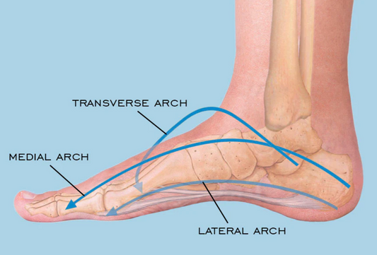 Representation-of-three-arches-medial-traverse-lateral