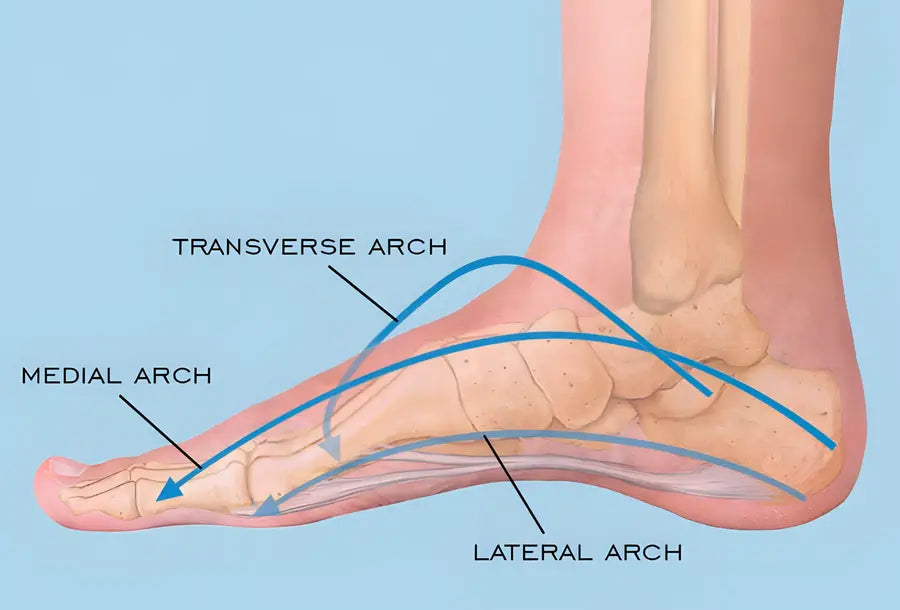 A Guide to Understanding Foot Arches