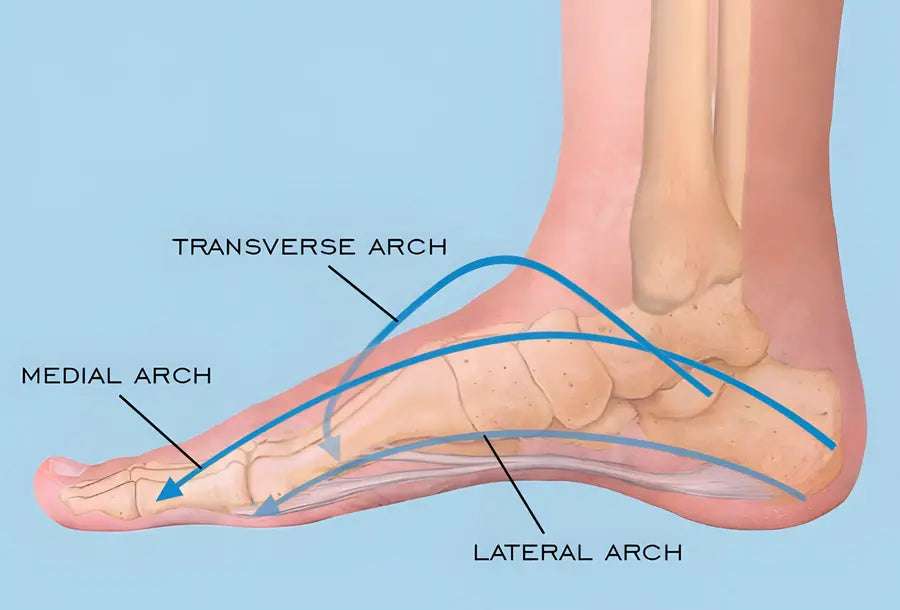A Guide to Understanding Foot Arches