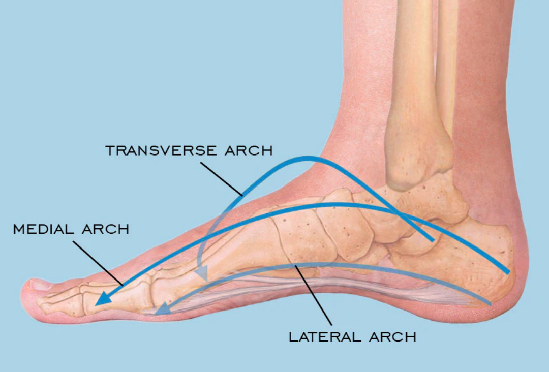 Unraveling the Foot's Wonders: Medial, Lateral, and Transverse Arches Demystified